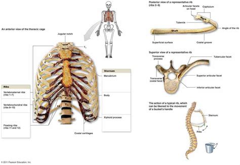 The thoracic cage (rib cage) is the skeletal framework of the thoracic wall, which encloses the thoracic cavity. Anatomy Of The Ribs And Sternum | MedicineBTG.com