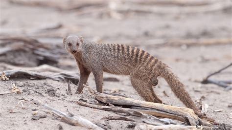 Mongoose Wallpapers Wallpaper Cave