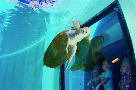 Clearwater Marine Aquarium Is One Of The Very Best Things To Do In St