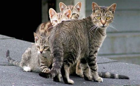 Reader Suggests Killing Feral Cats To Deal With Overpopulation Cats