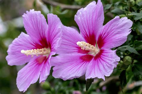 Rose Of Sharon Varieties Blooming Beauties That Will Take Your Garden