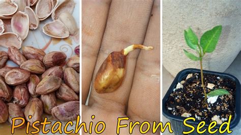 How To Grow Pistachio Seed Easiest Method Of Growing Pistachio Seed