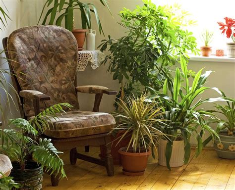 Quiet Cornerhow House Plants Keep You Healthy Quiet Corner
