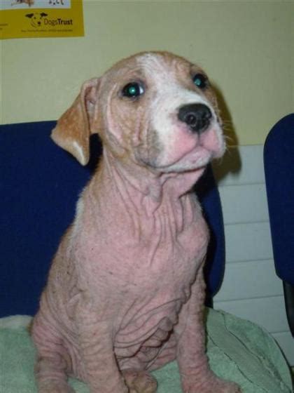 Bald Puppy Splash Needs A New Home After Heartless Owner Abandoned Her