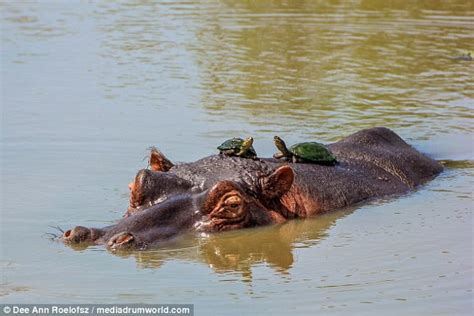 Photo Shows Hippo Terrifying Water Bird As He Emerges From The Weeds