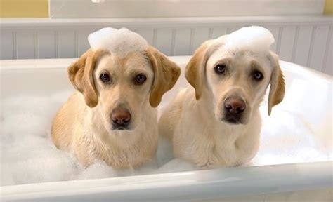 20 Cute Pictures Of Dogs Enjoying Baths
