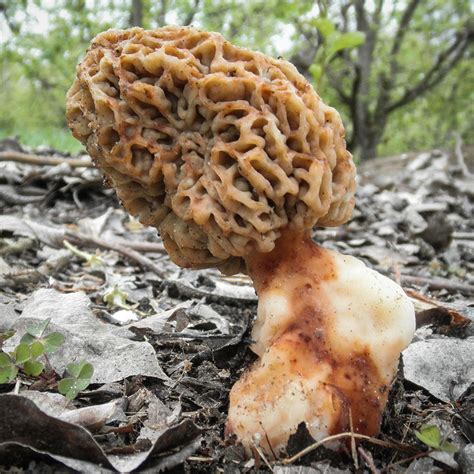 California Fungi: Morchella rufobrunnea