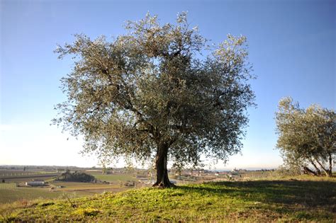 Olive Tree From Form And Nature To Symbolism