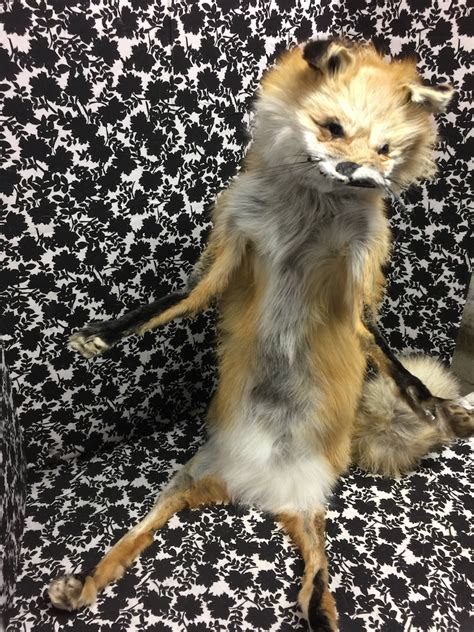 Weird Taxidermy Customizable Red Fox Etsy