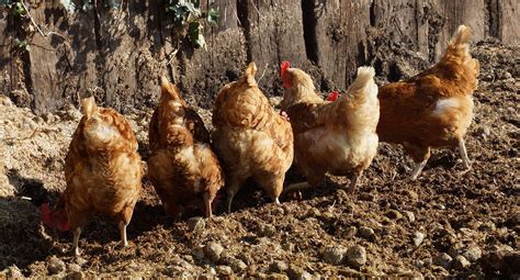 How To Raise Backyard Chickens Farm And Dairy