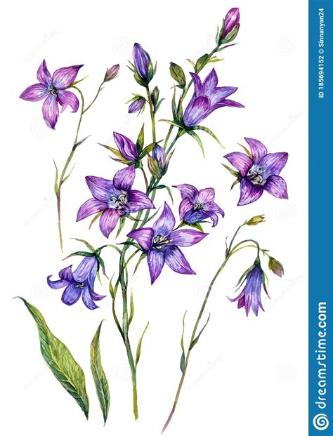 Set Di Illustrazioni Botaniche Di Color Acquatico Bluebell