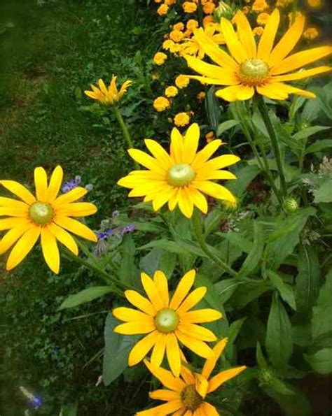 Rudbeckia ‘marmalade Seedling Irish Eyes Seedlings Amazing Gardens