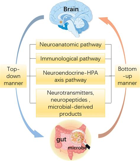 General Concept Of Bidirectional Gut Brain Microbiota Axis Gbmax The