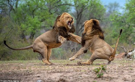 Lions in brutal fight over who will lead their pride in South Africa ...