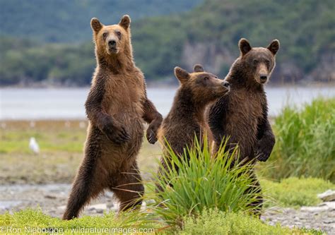 Grizzly Bear Cubs Katmai National Park Alaska Photos By Ron Niebrugge