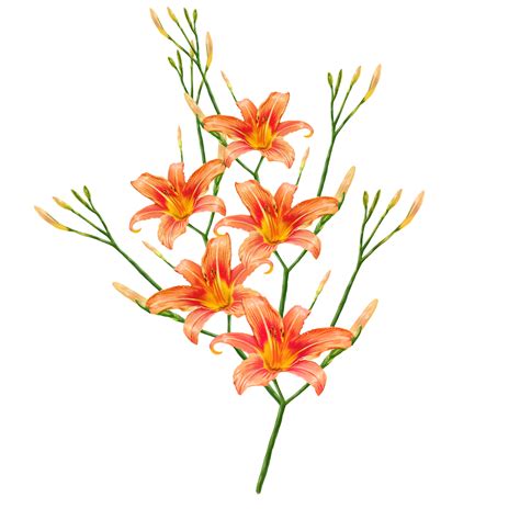 Orange Lily Flowers Daylily Illustration 10856530 Png