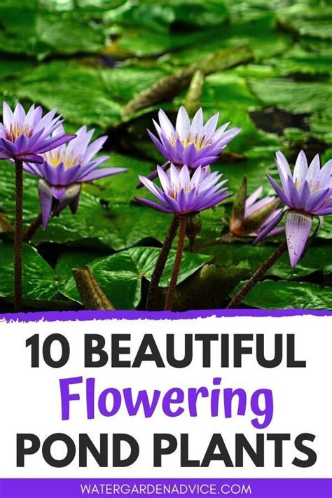 Flowering Pond Plants Are Great For Beautifying A Garden Pond Here Are
