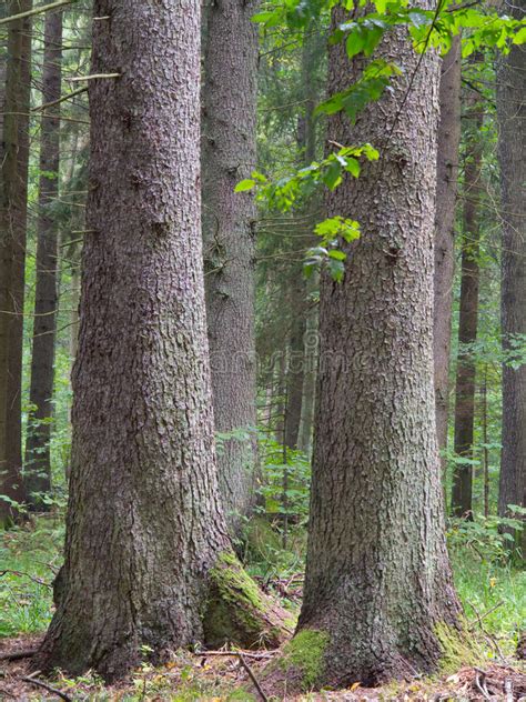 Three Old Spruces Stock Photo Image Of Forest Poland 64785338