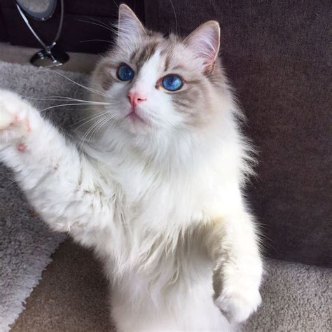 Blue Lynx Bicolor Ragdoll Cat Follow Us On Instagram Nuggetandarchie