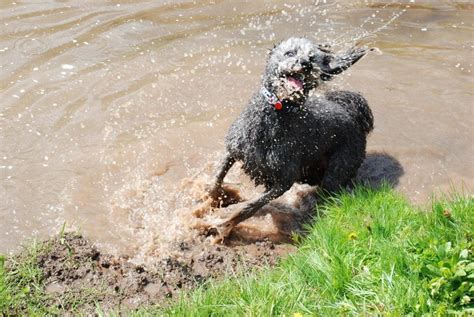 This Picture Of My Dog Going Crazy Playing In Muddy Water Makes Me