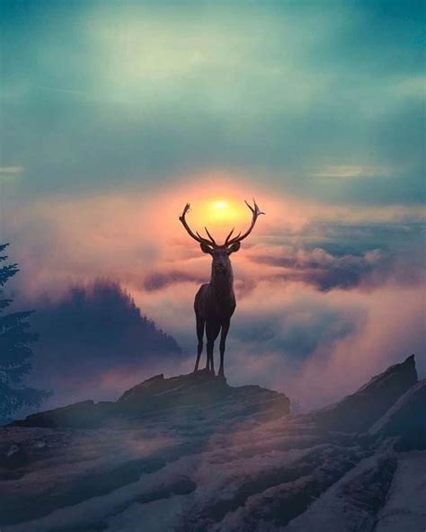Deer At Sunset Majestic Animals Nature Photography Beautiful Nature