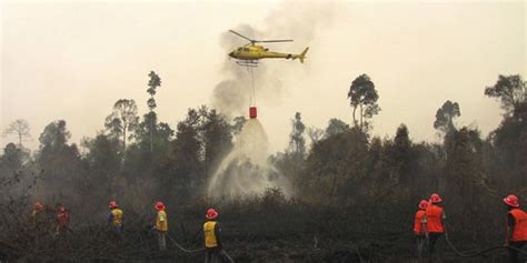 Penyebab Kebakaran Hutan Di Riau Beserta Dampaknya Yang Penting Diketahui