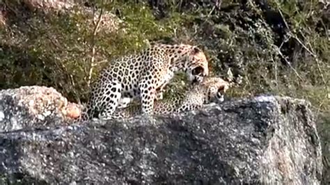 Watch Rare Video Of Leopards Mating News Times Of India Videos