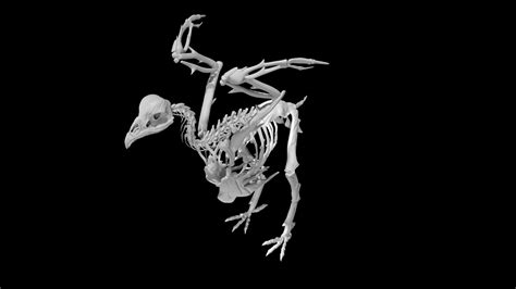 Chicken Skeleton 3d Turbosquid 1890643