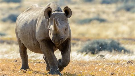 west african black rhinoceros mahadock
