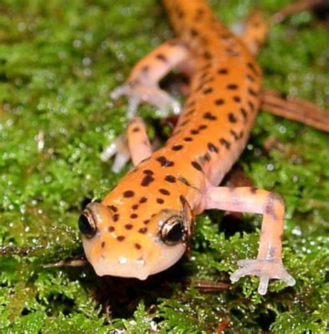 Draw the hand and foot. 10 Interesting Salamander Facts | My Interesting Facts