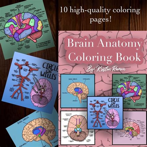 Anatomy Coloring Book Bundle Etsy Canada