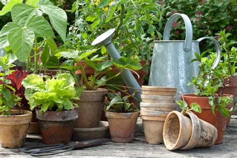 Ultimate Container Garden Guide Container Gardening Tips