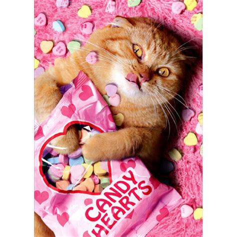Avanti Press Sweetheart Cat Funny Valentine S Day Card