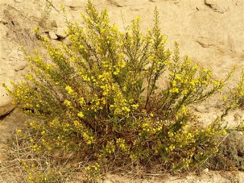 Dittrichia Viscosa Arbusto Con Flores Amarillas Parecidas A Las