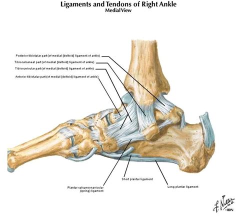 Tendons and ligaments commonly sustain injuries, which usually have similar symptoms and treatments. leg aziz at Howard University College of Medicine - StudyBlue