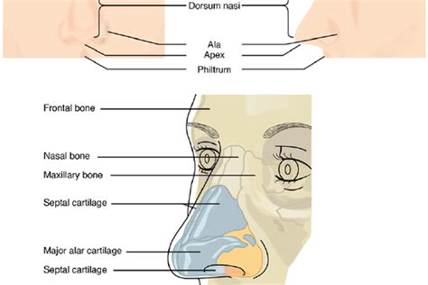 Mengenal Bagian Bagian Hidung Manusia
