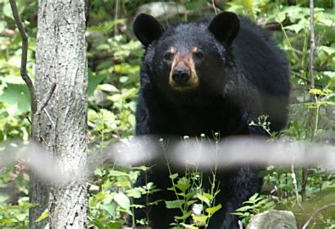 Louisiana Black Bear Is Removed From Us Endangered List