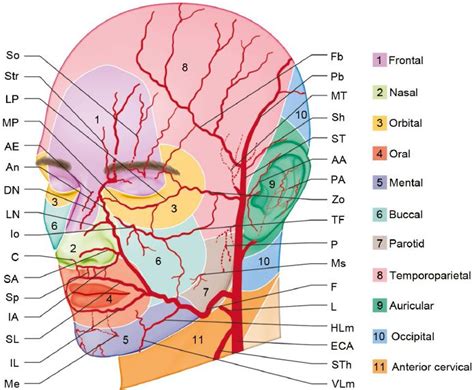 Arteries Of The Face And Neck Facial Aesthetics Facial Nerve Anatomy
