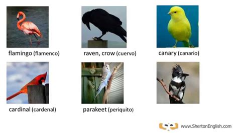 Vocabulario Inglés Aves Y Pájaros Birds Youtube