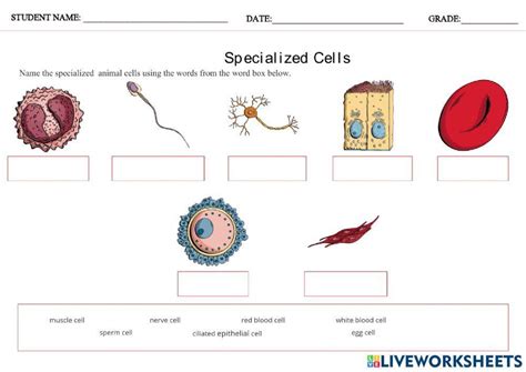 Specialized Cells Identification Worksheet Live Worksheets