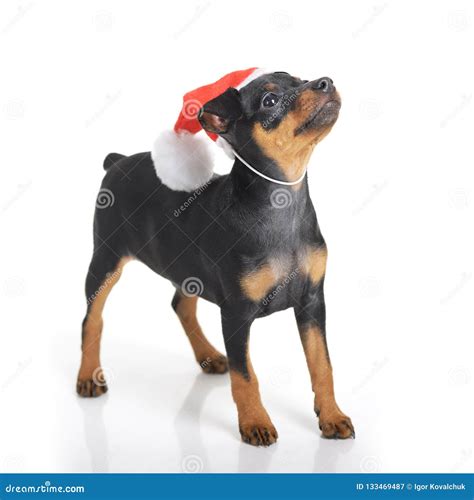 Dog In Santa Hat Isolated Stock Image Image Of Pedigree 133469487