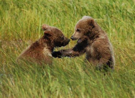 Grizzly Bear Cubs Grizzly Bear Blog Page 4