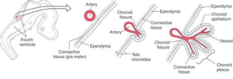 The Ventricles Choroid Plexus And Cerebrospinal Fluid Clinical Gate