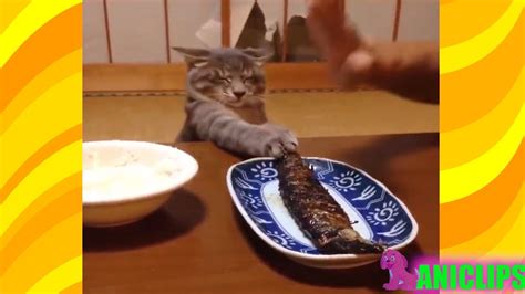 The Funniest And Most Humorous Cat Videos Everrr Funny Cats Compilation
