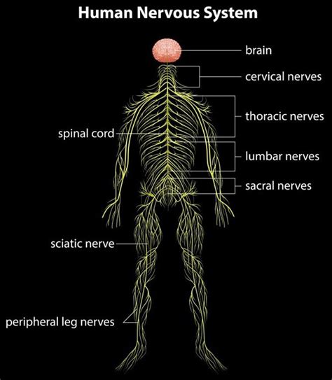 What Is The Nervous Tissue Where Is It Found Quora