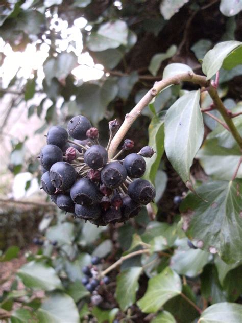 Ivy Berries Maturity Graduating Set Of 7 Veiner Botanically Correct