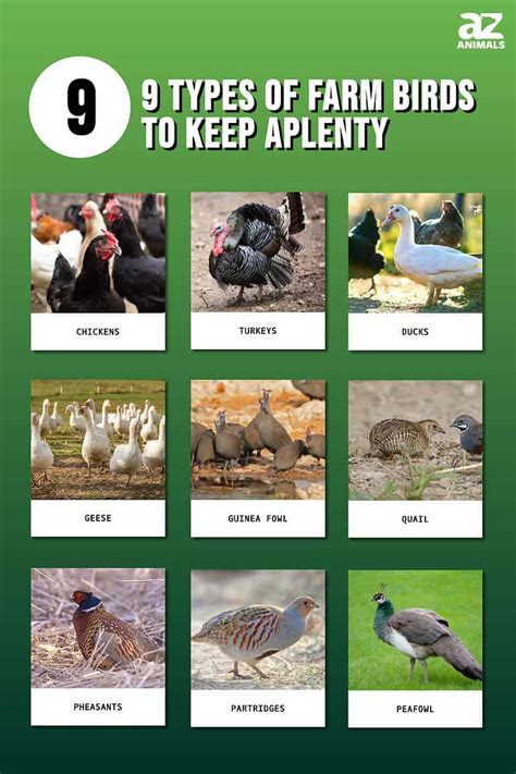 9 Types Of Farm Birds To Keep Aplenty A Z Animals