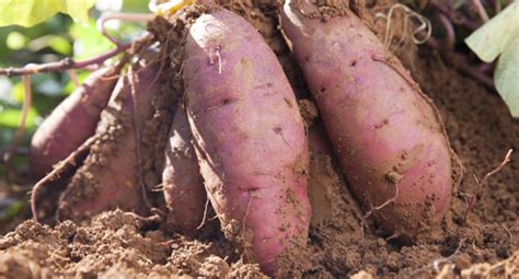 Kumara Growing Guide Tui When To Plant Feed And Harvest