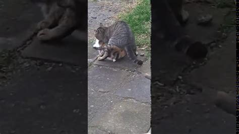 My Cats Mating Youtube