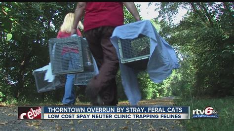 Town Overrun By Stray Feral Cats Youtube